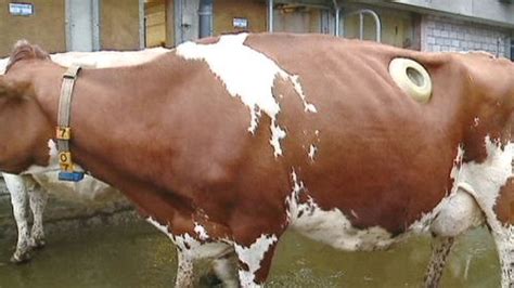 vache laitiere hublot|Des vaches à hublot pour lutter contre l’effet de serre.